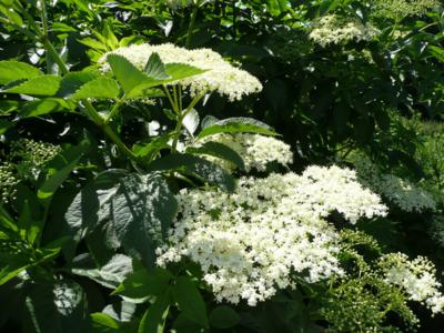 elderflowers