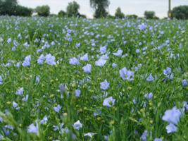 field of flax