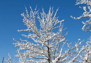 winter tree