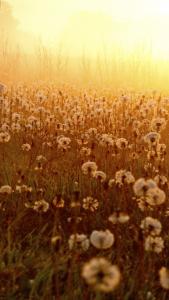 dandelions