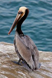 pelican