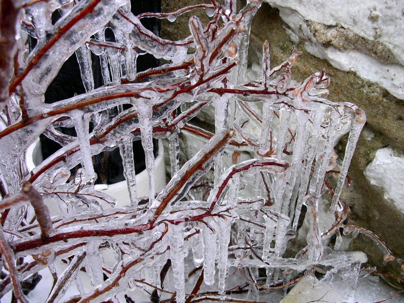 icicles