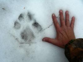 wolfprint