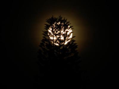 treemoon1