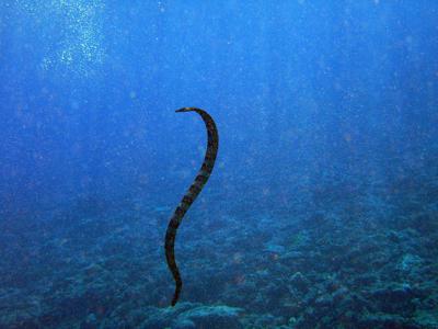 seasnake