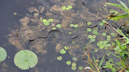 watersnake