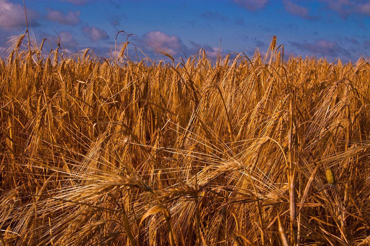 Barley field