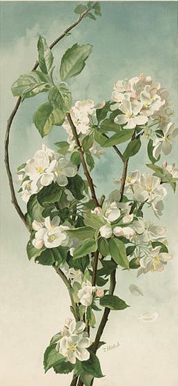 appleblossoms