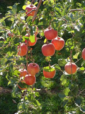 apple tree