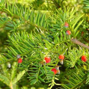 Yew Branches