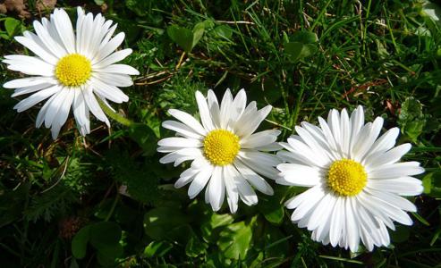 daisies