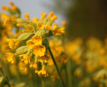 cowslips