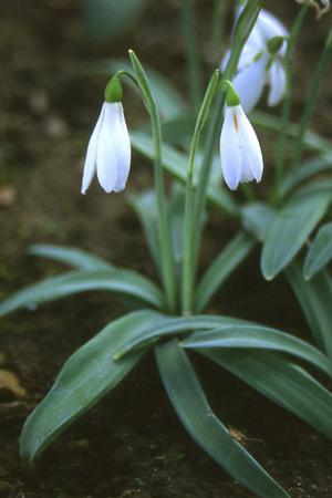 snowdrops