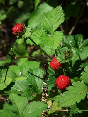 wild strawberry