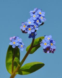 forget-me-nots