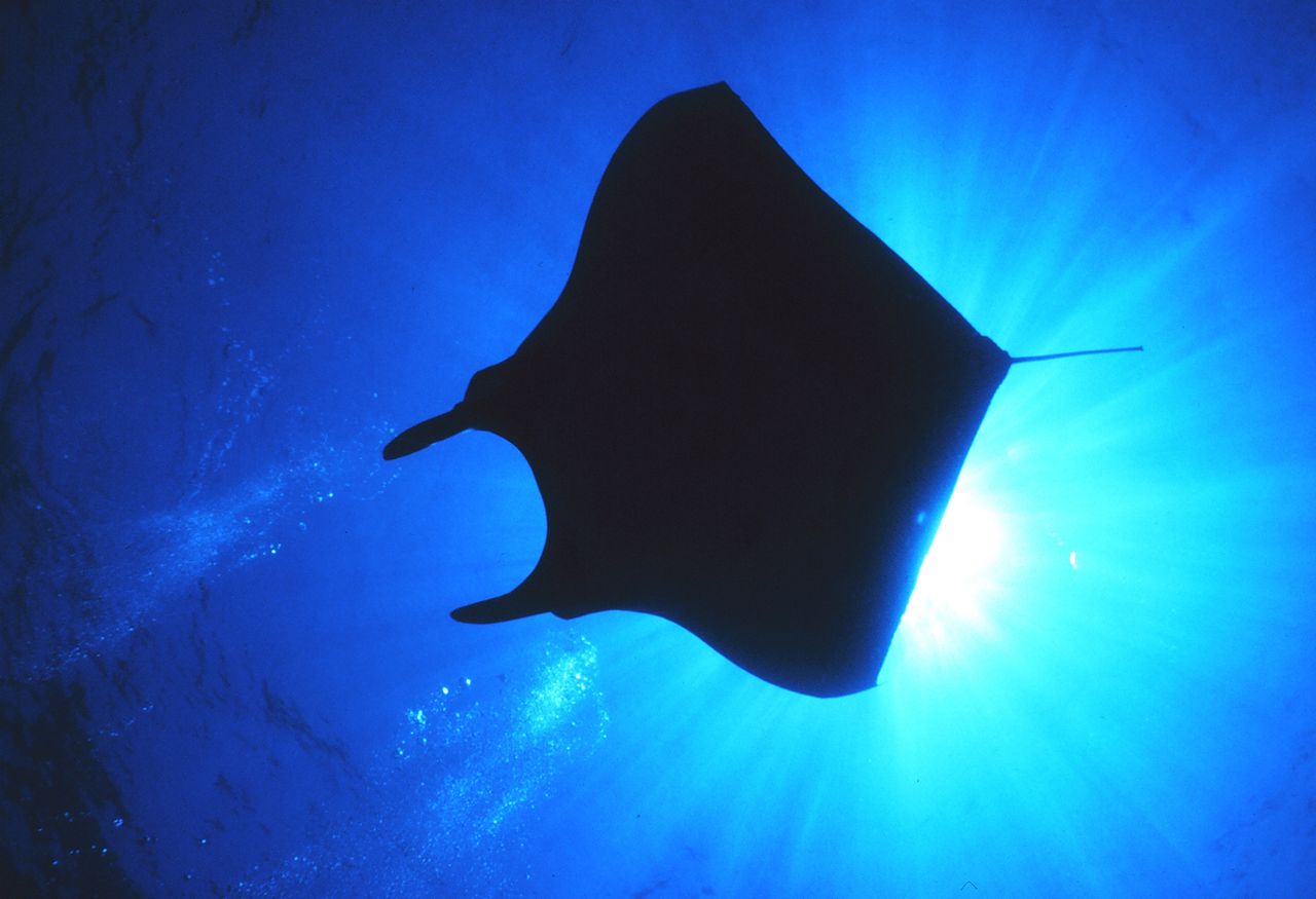 Manta Ray